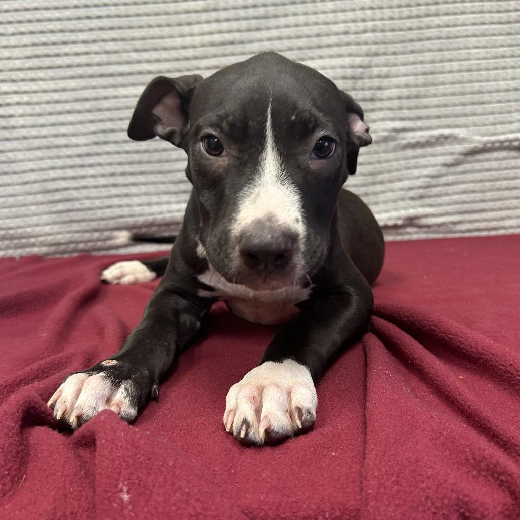 Enlarge Pate, a Adoptable mixed breed in Bryan, TX image 2/6