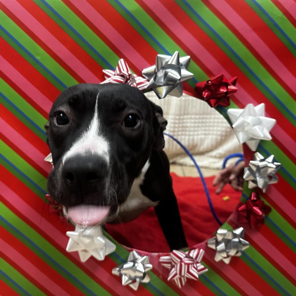 Enlarge Pate, a Adoptable mixed breed in Bryan, TX image 3/6