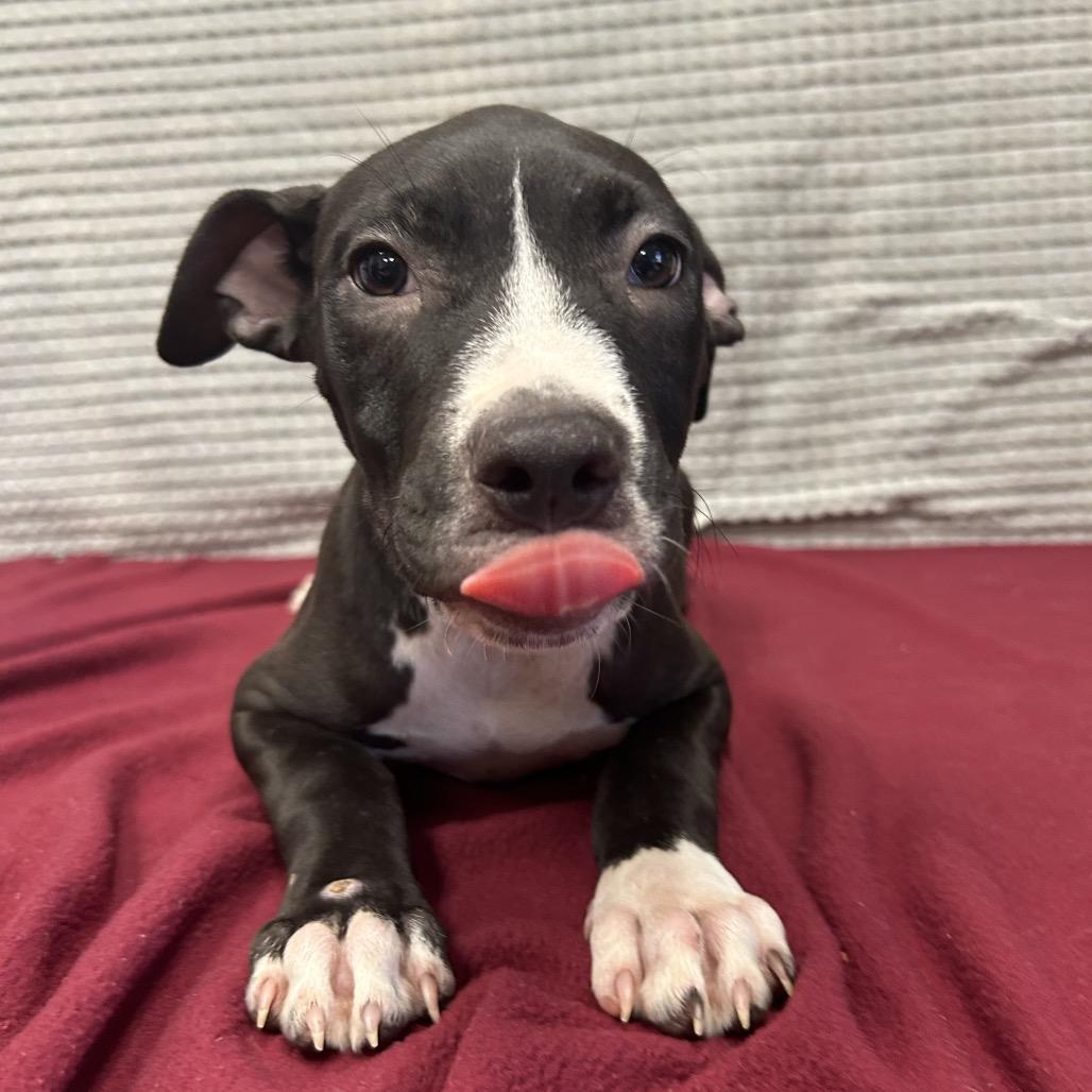 Enlarge Pate, a Adoptable mixed breed in Bryan, TX image 4/6