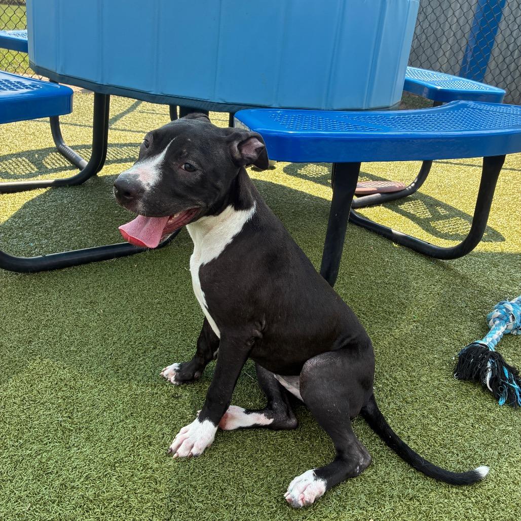 Pate, a Adoptable mixed breed in Bryan, TX image 5/6