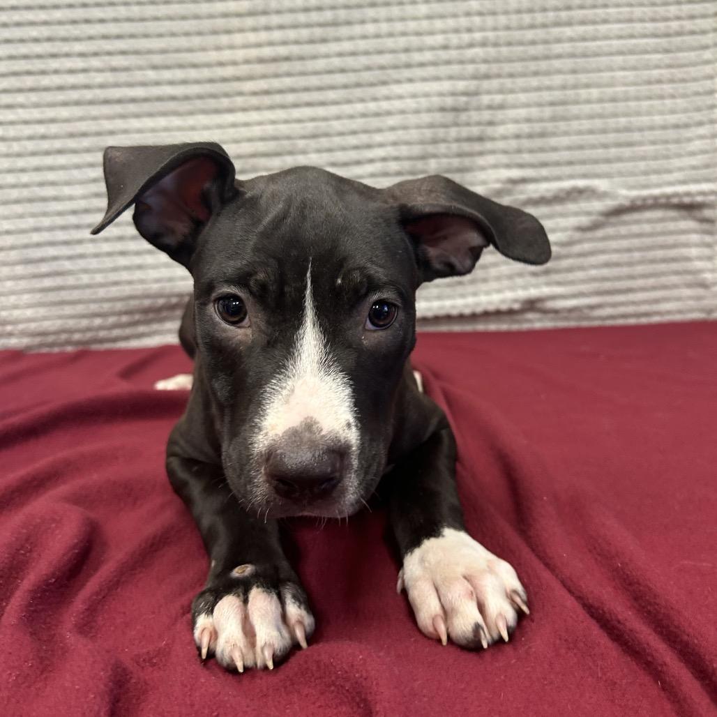 Enlarge Pate, a Adoptable mixed breed in Bryan, TX image 5/6