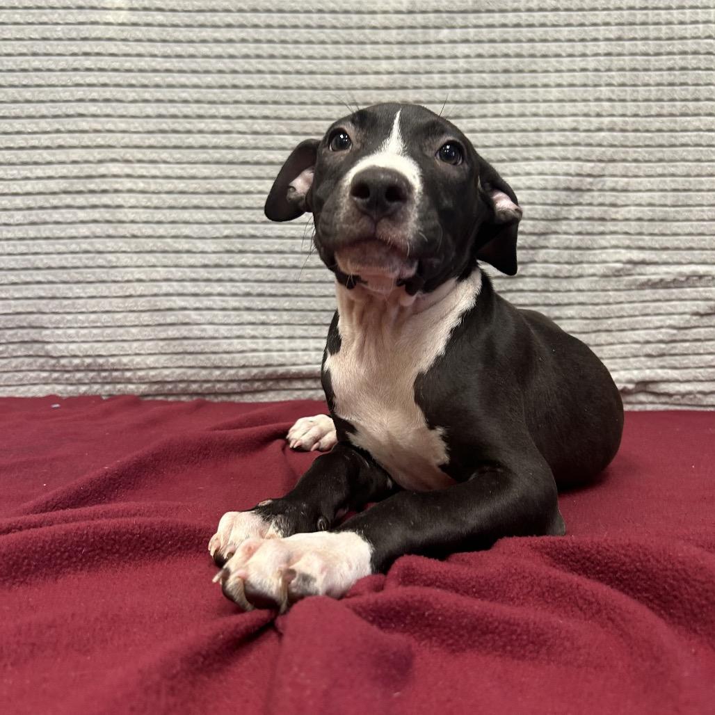 Enlarge Pate, a Adoptable mixed breed in Bryan, TX image 6/6