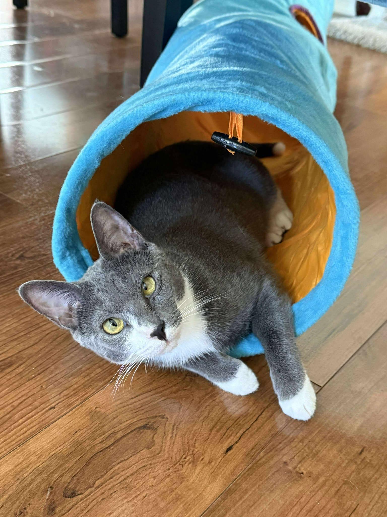 Enlarge Kat, a Adoptable mixed breed in Melbourne, FL image 2/5