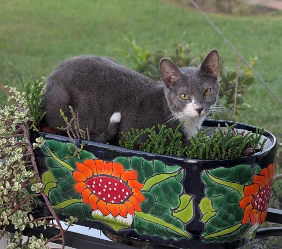 Enlarge Kat, a Adoptable mixed breed in Melbourne, FL image 5/5