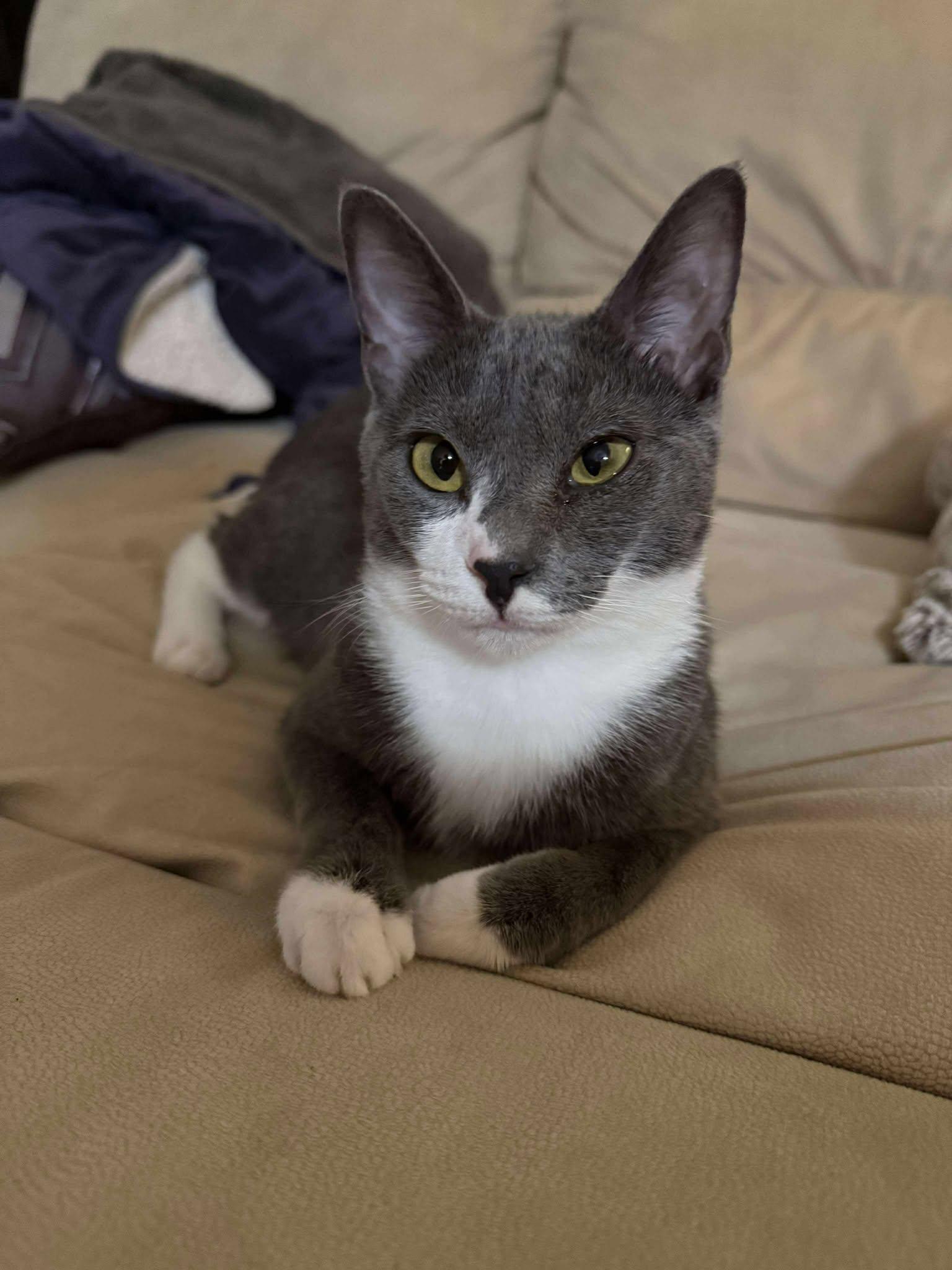 Enlarge Kat, a Adoptable mixed breed in Melbourne, FL image 3/5