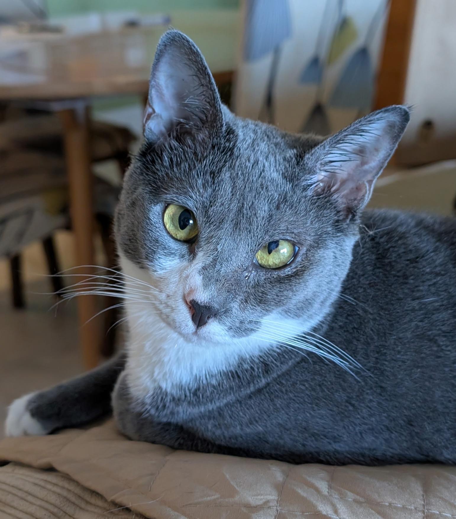 Kat, a Adoptable mixed breed in Melbourne, FL image 1/5