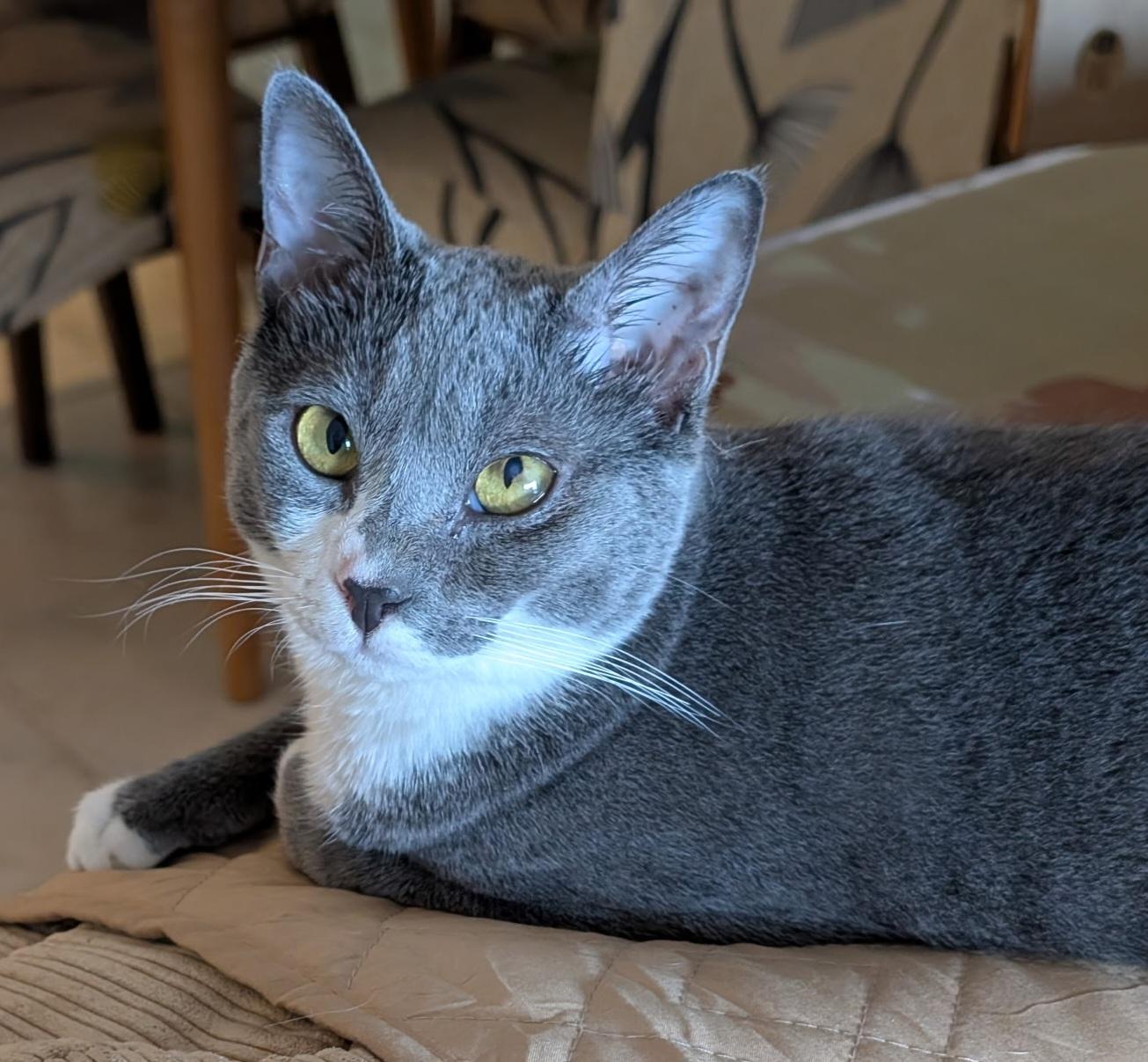 Kat, a Adoptable mixed breed in Melbourne, FL image 5/5