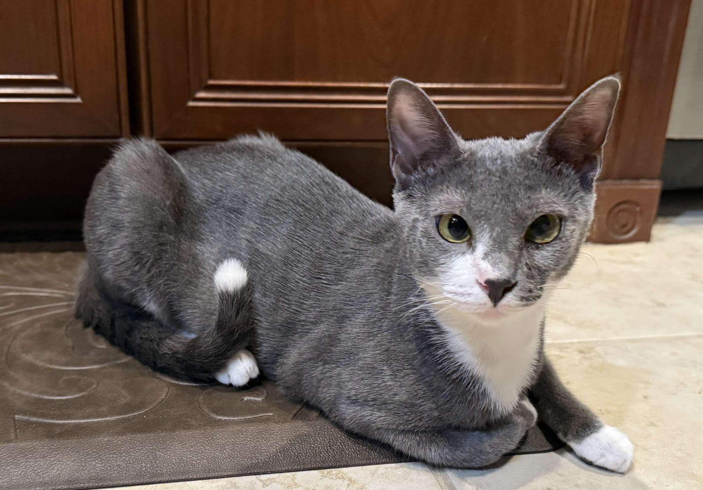 Enlarge Kat, a Adoptable mixed breed in Melbourne, FL image 1/5