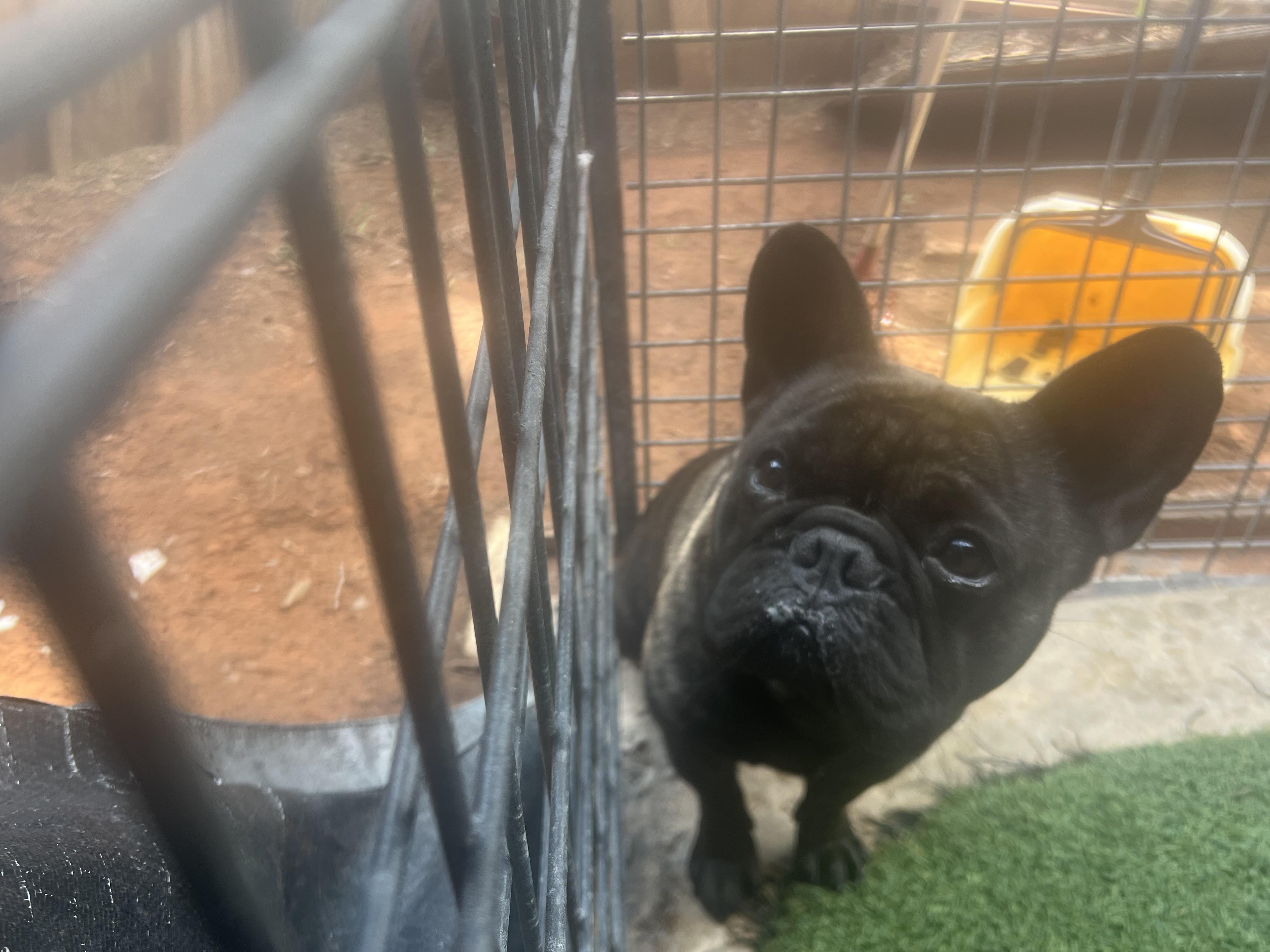 Teddy, Adult Male French Bulldog