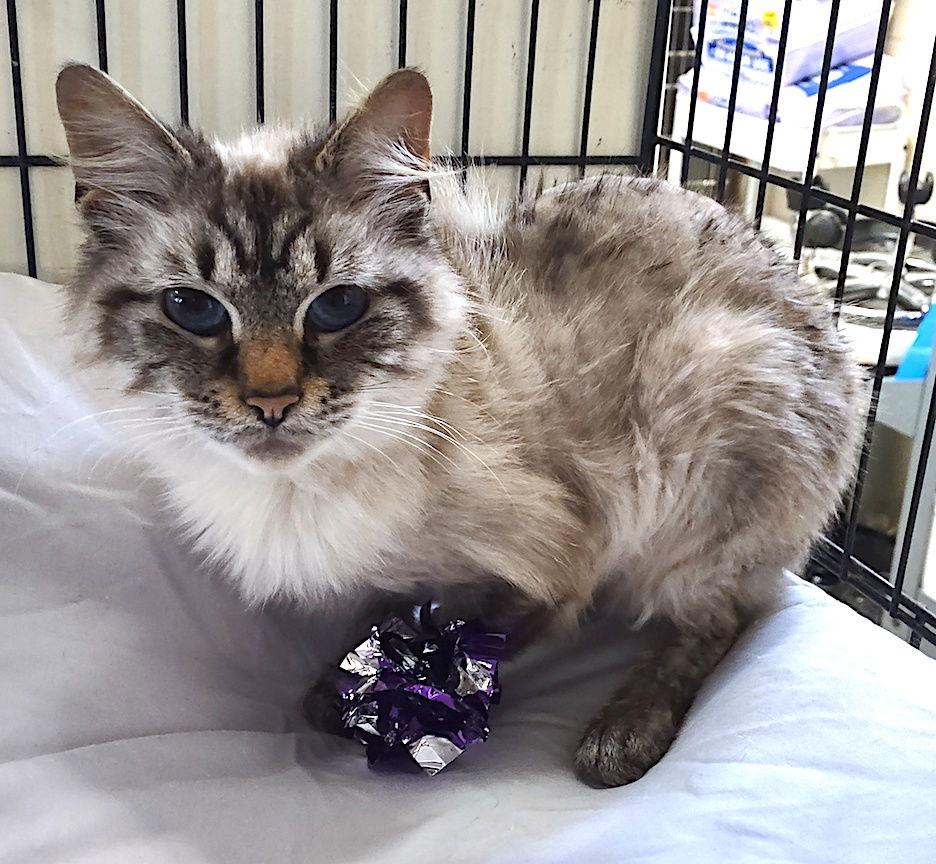 Snowball, Adopted, Young Female Siamese.