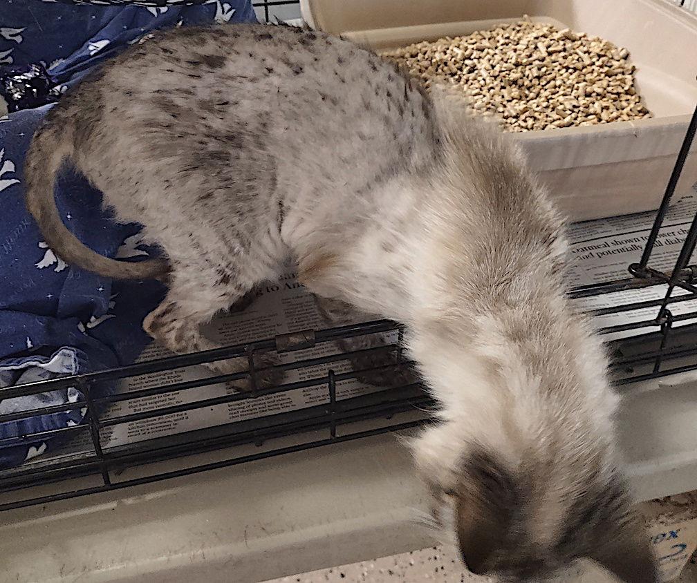 Enlarge Snowball, a Adopted Siamese in Albemarle, NC image 2/3