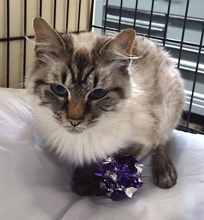 Enlarge Snowball, a Adopted Siamese in Albemarle, NC image 3/3