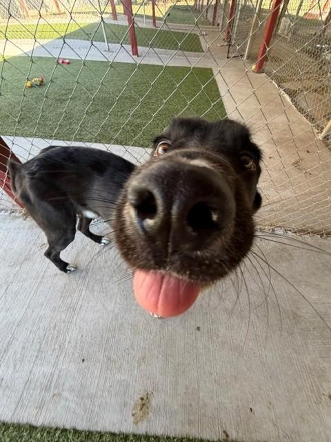 Enlarge Stone, a Adoptable mixed breed in Fayetteville, AR image 6/6