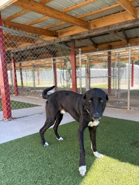 Enlarge Stone, a Adoptable mixed breed in Fayetteville, AR image 5/6