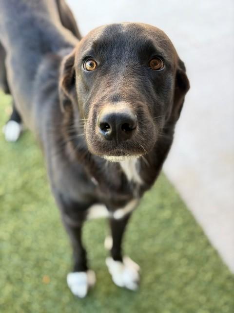 Enlarge Stone, a Adoptable mixed breed in Fayetteville, AR image 1/6