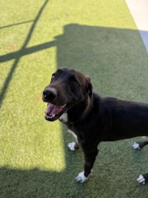 Enlarge Stone, a Adoptable mixed breed in Fayetteville, AR image 4/6