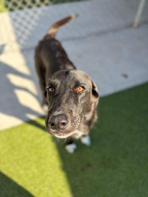 Enlarge Stone, a Adoptable mixed breed in Fayetteville, AR image 2/6