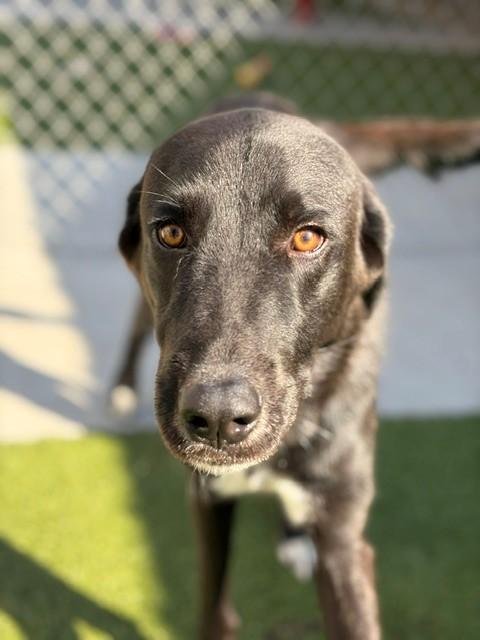 Enlarge Stone, a Adoptable mixed breed in Fayetteville, AR image 3/6