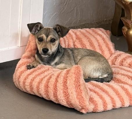 Enlarge Star, a ADOPTABLE mixed breed in Santa Rosa, CA image 2/6