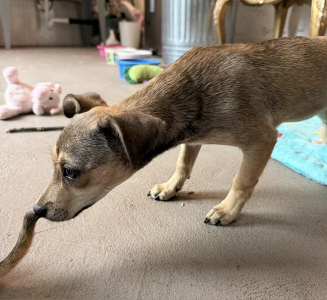 Enlarge Star, a ADOPTABLE mixed breed in Santa Rosa, CA image 5/6