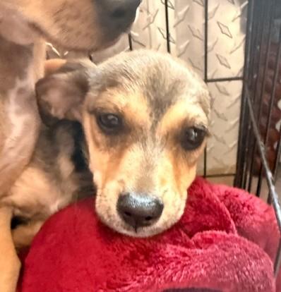 Enlarge Star, a ADOPTABLE mixed breed in Santa Rosa, CA image 6/6