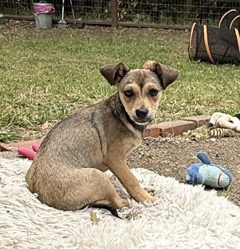 Enlarge Star, a ADOPTABLE mixed breed in Santa Rosa, CA image 1/6