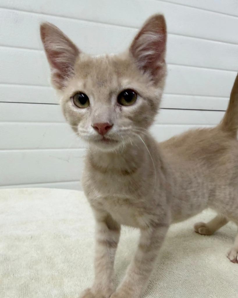 Enlarge Cashew, a Adoptable mixed breed in Lagrange, IN image 1/1