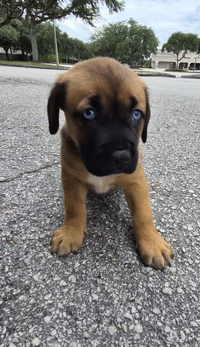 Cedes, an adoptable mixed breed in Orlando, FL image 4/4
