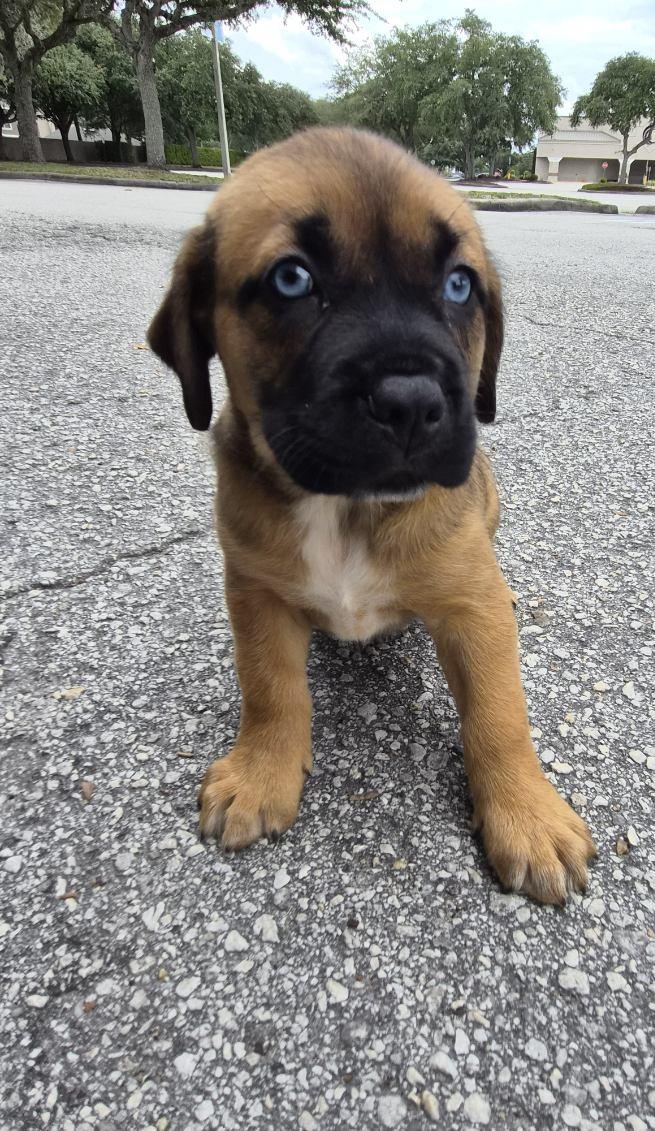Cedes, an adoptable mixed breed in Orlando, FL image 3/4