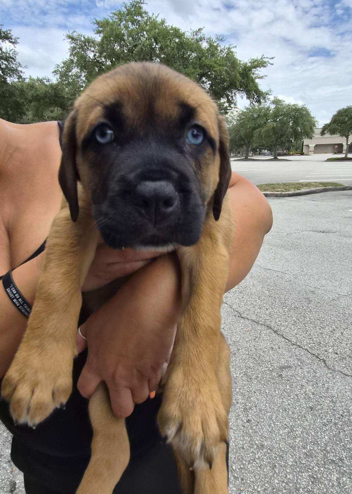 Cedes, an adoptable mixed breed in Orlando, FL image 2/4