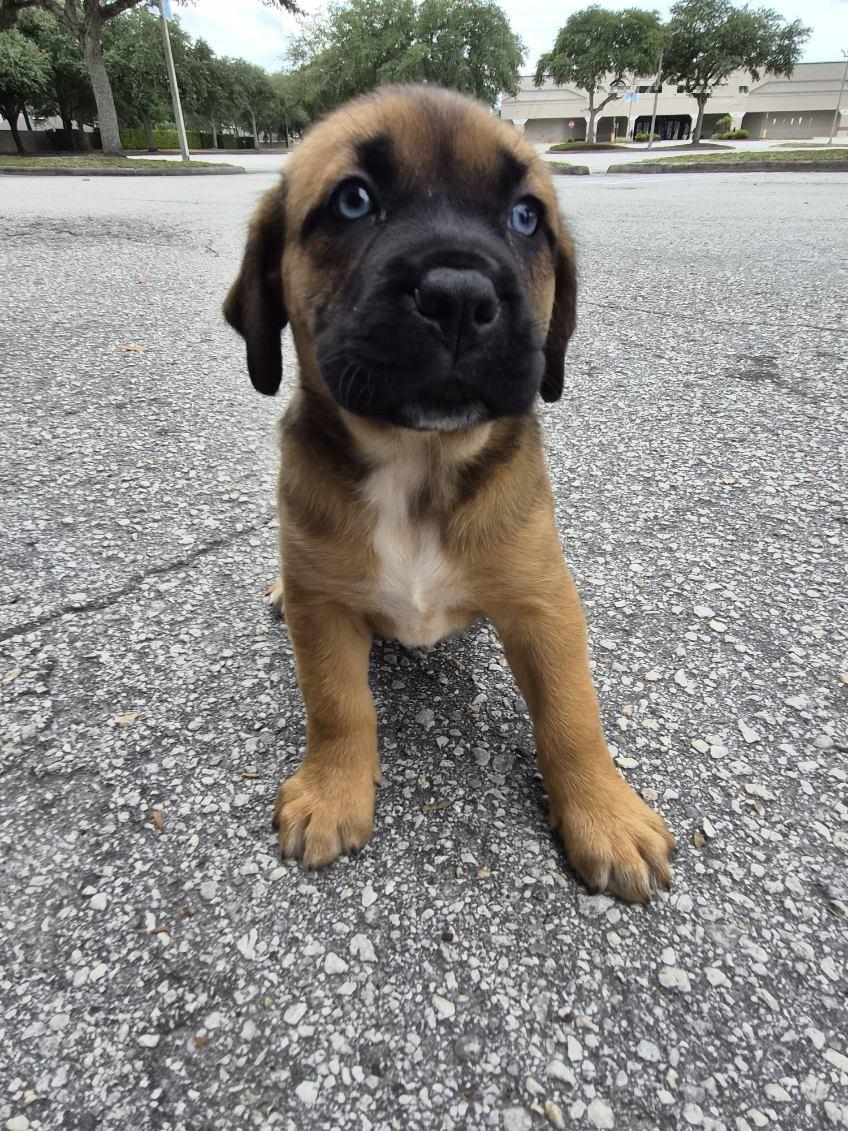 Cedes, an adoptable mixed breed in Orlando, FL image 1/4