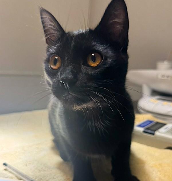 Pterodactyl, Adoptable, Kitten Female Domestic Short Hair.