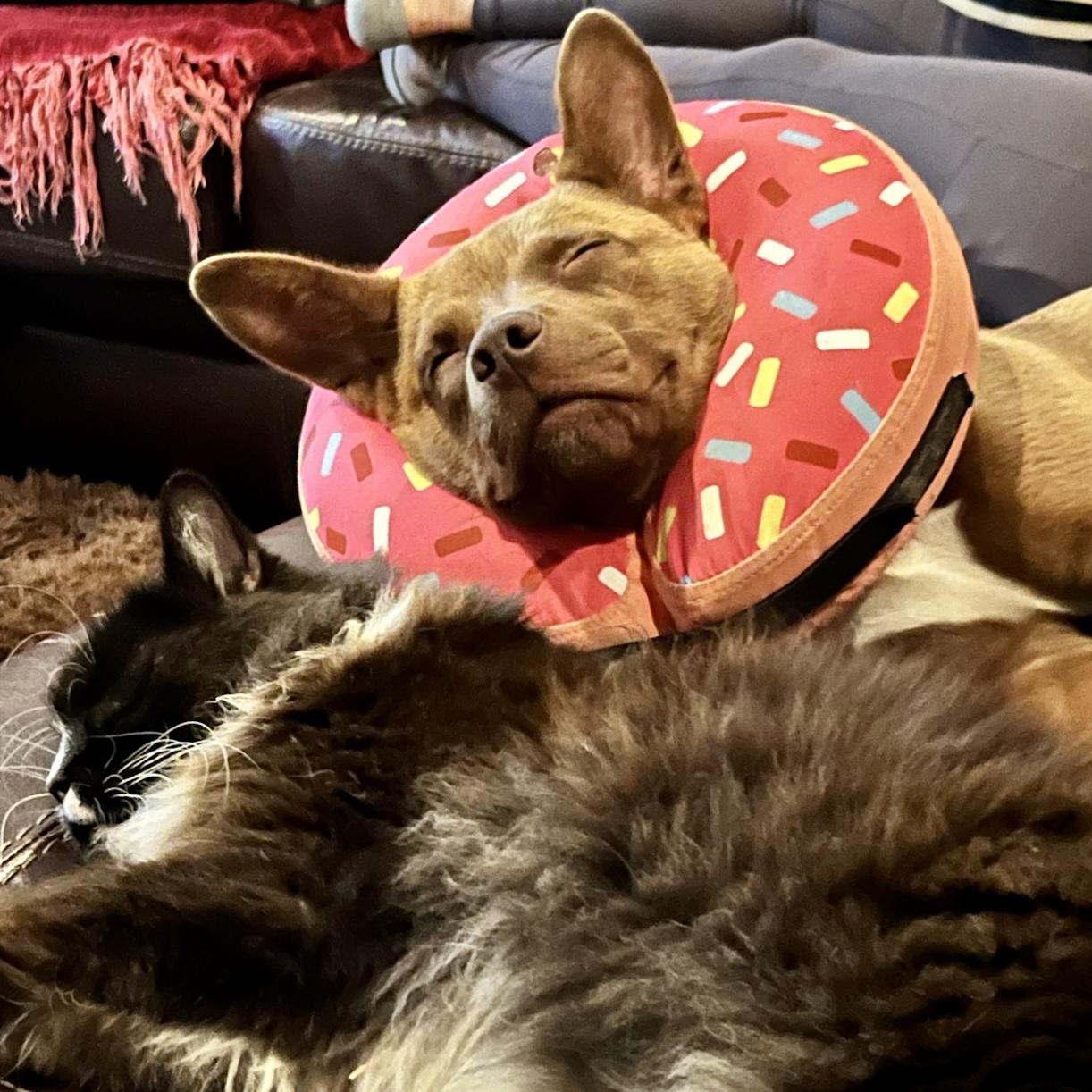 Pippi, Adopted, Adult Female German Shepherd Dog.