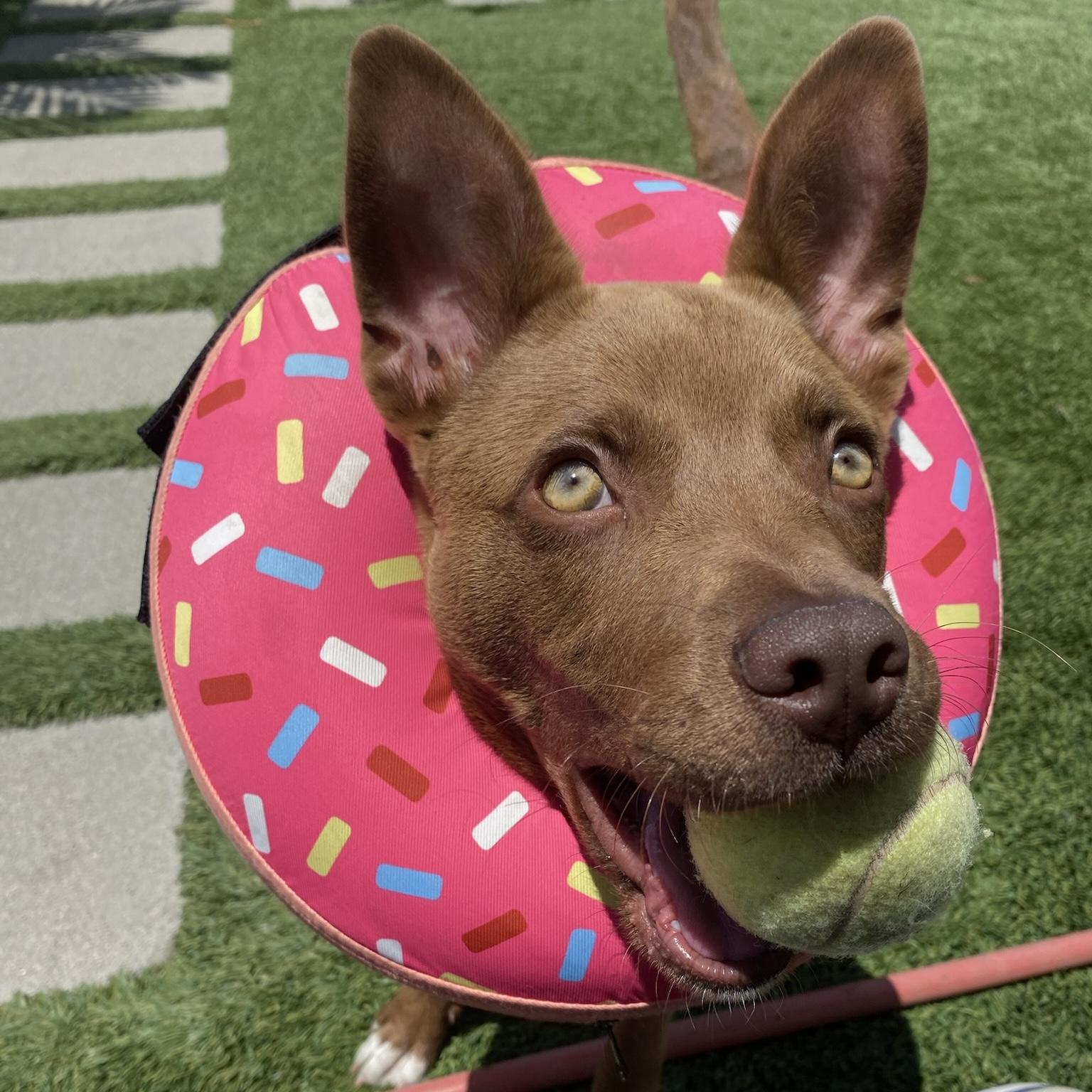 Enlarge Pippi, a Adopted mixed breed in Long Beach, CA image 2/6