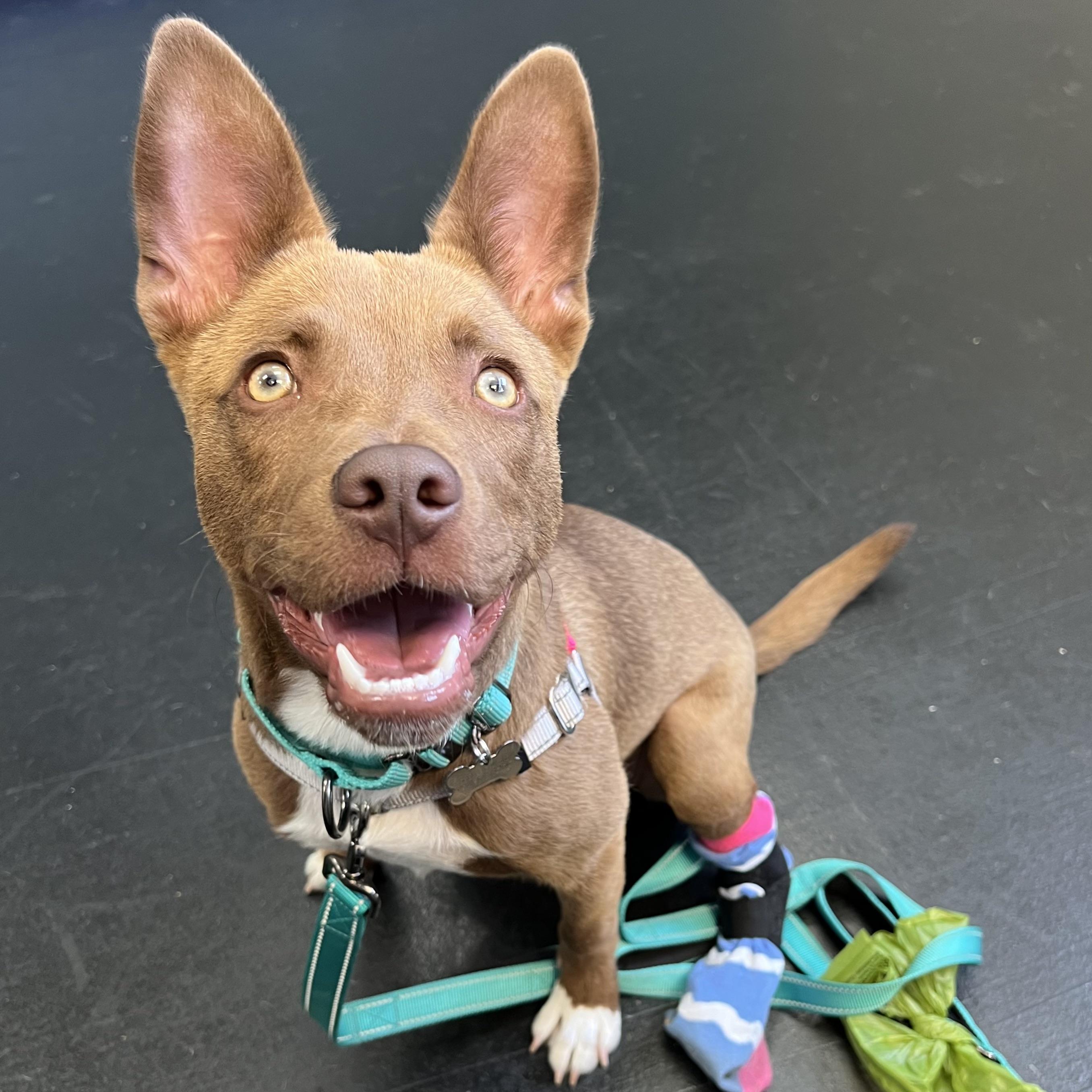 Enlarge Pippi, a Adopted mixed breed in Long Beach, CA image 3/6