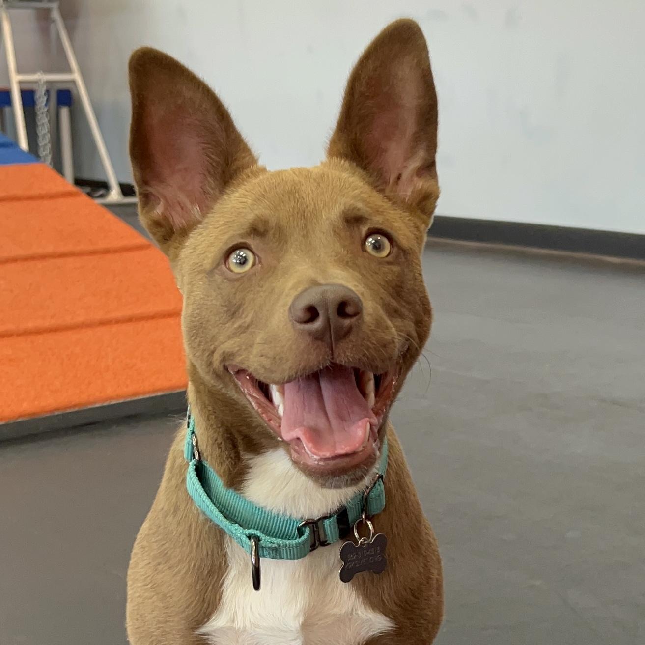 Enlarge Pippi, a Adopted mixed breed in Long Beach, CA image 4/6