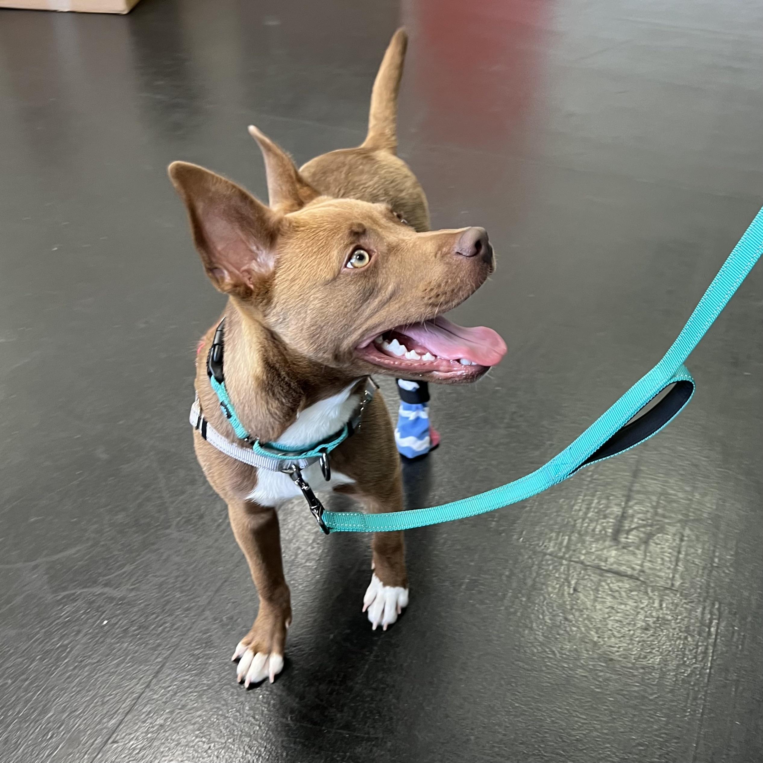 Enlarge Pippi, a Adopted mixed breed in Long Beach, CA image 5/6