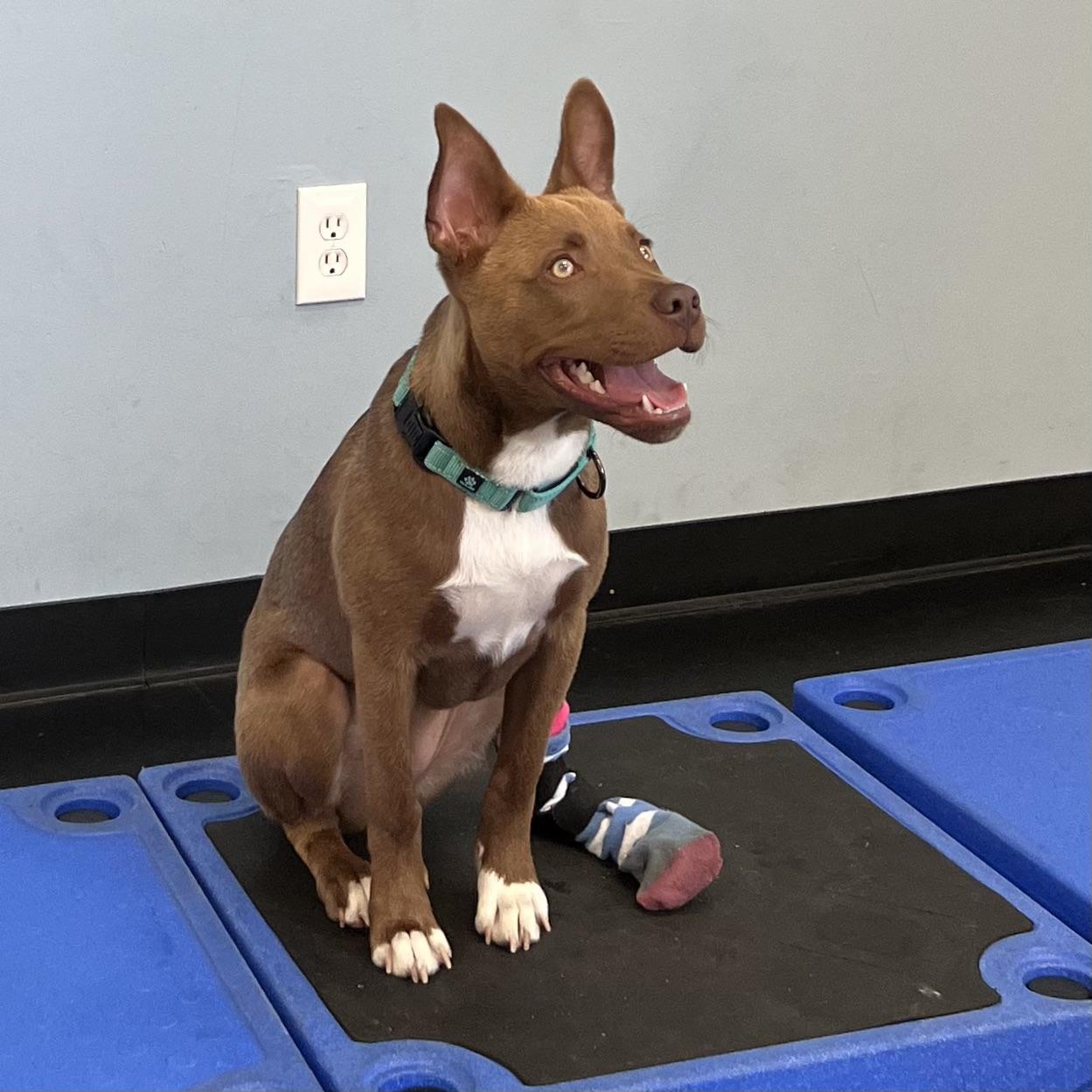 Enlarge Pippi, a Adopted mixed breed in Long Beach, CA image 6/6