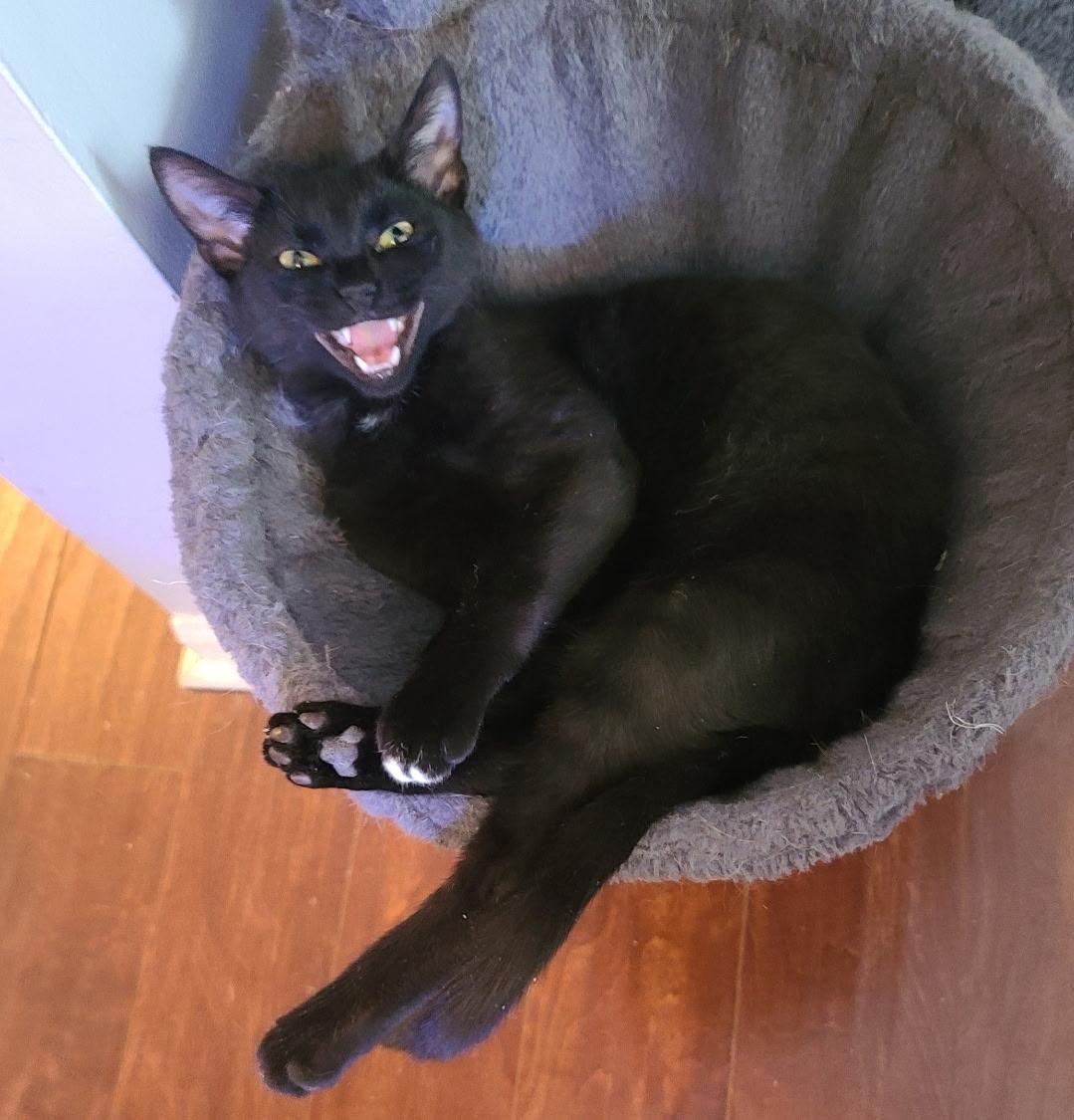 Nebula, ADOPTABLE, Adult Male Domestic Short Hair.