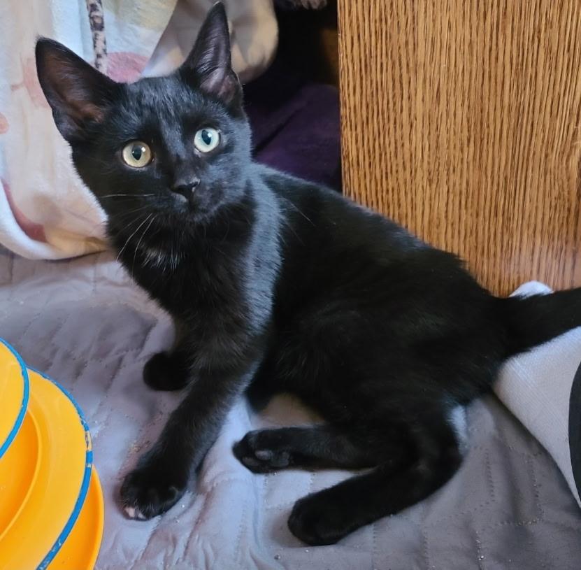 Enlarge Nebula, a ADOPTABLE Domestic Short Hair in Temple, PA image 3/5