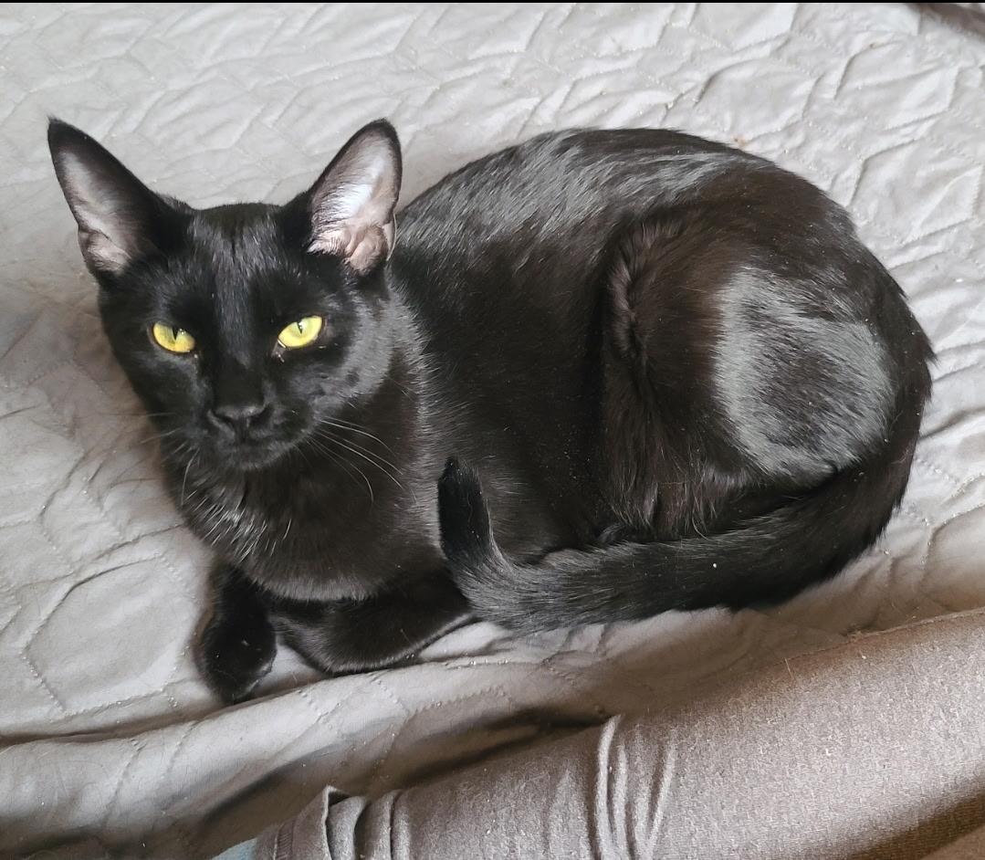 Enlarge Nebula, a ADOPTABLE Domestic Short Hair in Temple, PA image 2/5