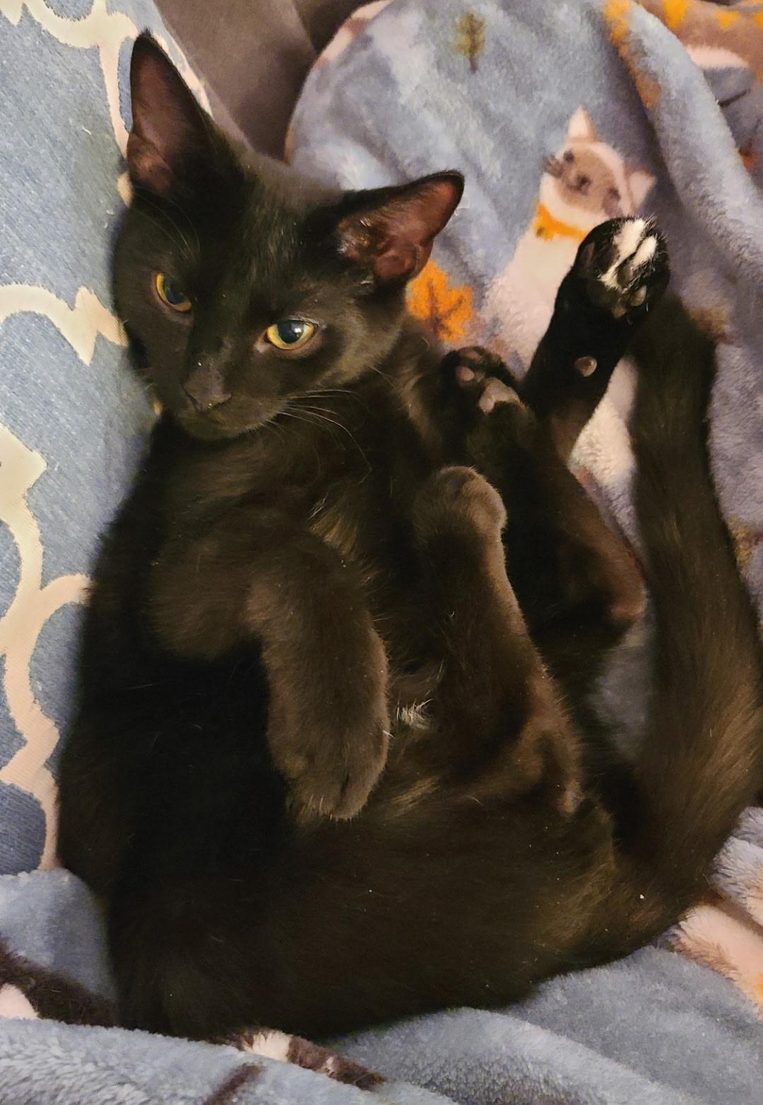 Enlarge Nebula, a ADOPTABLE Domestic Short Hair in Temple, PA image 5/5