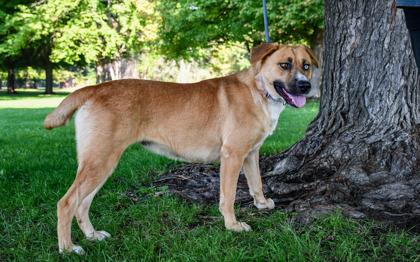 Enlarge Molly, a Adoptable mixed breed in Yakima, WA image 2/3