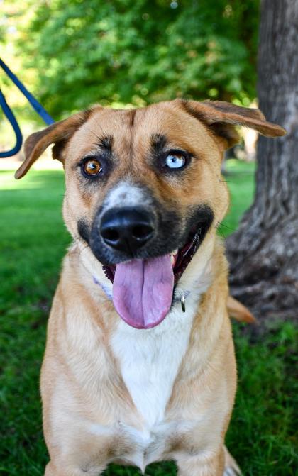 Molly, Adoptable, Adult Female Labrador Retriever & Siberian Husky.