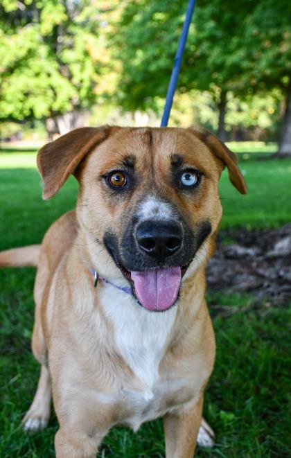 Enlarge Molly, a Adoptable mixed breed in Yakima, WA image 3/3