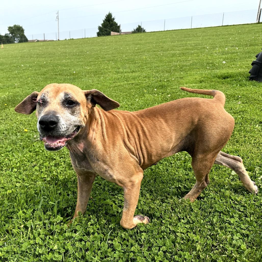 Ophelia Grace, Adoptable, Senior Female Hound & Mixed Breed.
