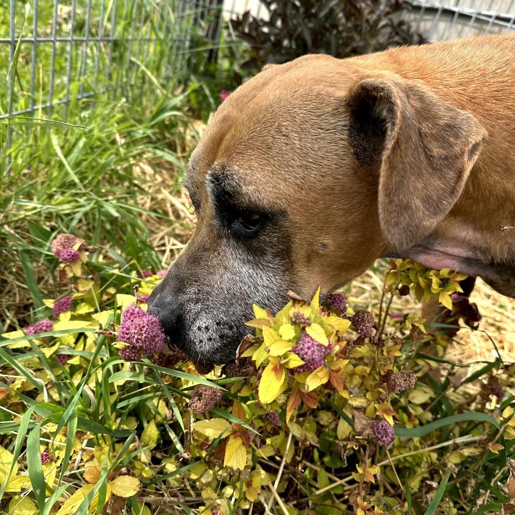 Enlarge Ophelia Grace, a Adoptable mixed breed in Madison, WI image 2/6