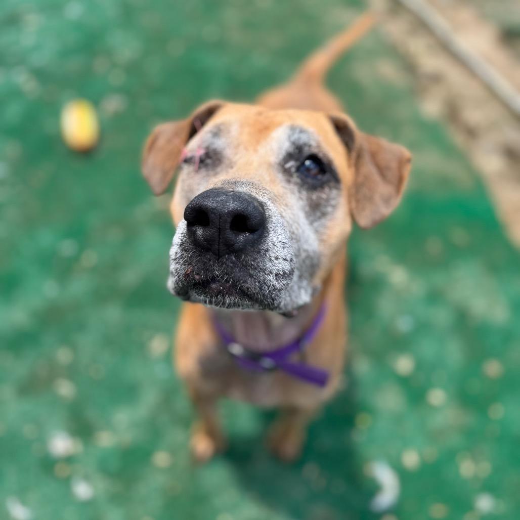 Enlarge Ophelia Grace, a Adoptable mixed breed in Madison, WI image 3/6
