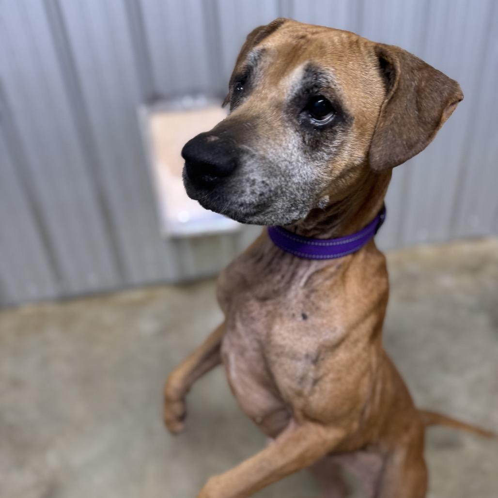 Enlarge Ophelia Grace, a Adoptable mixed breed in Madison, WI image 5/6