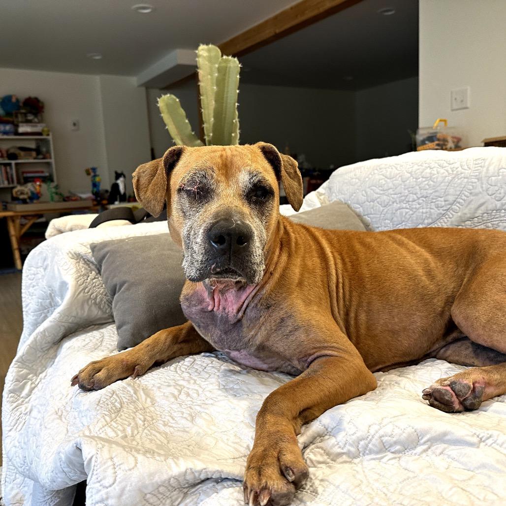 Enlarge Ophelia Grace, a Adoptable mixed breed in Madison, WI image 6/6